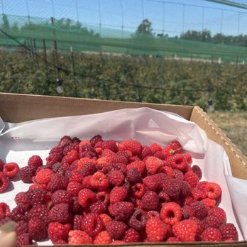 Boring Farm - Pick Your Own Farms Near Me - Sebastopol, California
