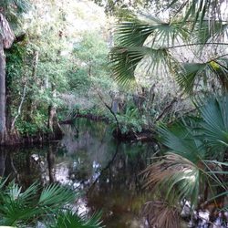 Cypress Creek Natural Area - The lox