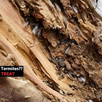 First Choice Termite & Pest Control - Pest Control Near Me - Duncan, South Carolina First Choice Termite & Pest Control - Pest Control Near Me - Duncan, South Carolina