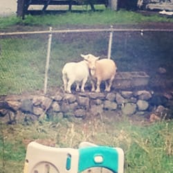 Pilgrim Day Camp - Cute goats!