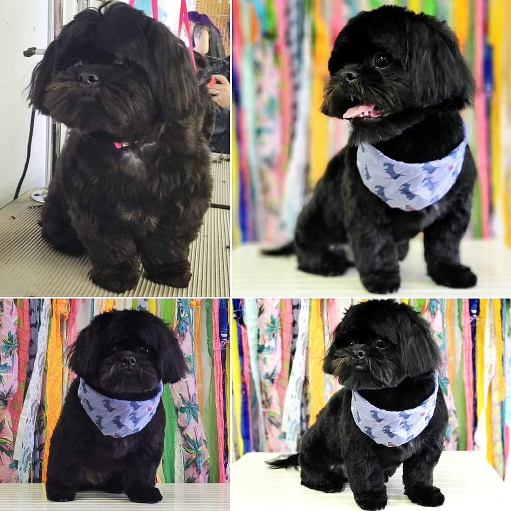 BEACH DOGS GROOMING Updated October 2024 104 Photos & 11 Reviews