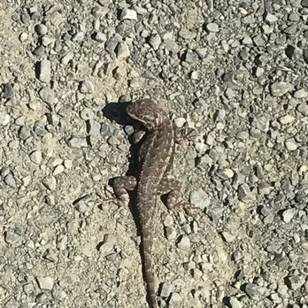 Sugarloaf Ridge State Park - A little lizzard! - Parks Near Me - Kenwood, California Sugarloaf Ridge State Park - A little lizzard! - Parks Near Me - Kenwood, California