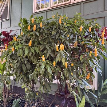 Freshies Maui - In the courtyard - Breakfast & Brunch Near Me - Makawao, Hawaii