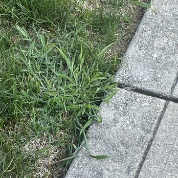 Lawn Pride - I treat all the time doing it for years!  Neighbors on either side don't why because it cost money! - Lawn Services Near Me