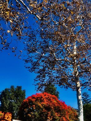 Palomar College by null