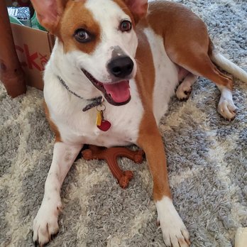 Posh Pets Rescue - Lulu (fka "Roxy") adopted from Posh Pets in October 2020 - Animal Shelters Near Me - Long Beach, New York Posh Pets Rescue - Lulu (fka "Roxy") adopted from Posh Pets in October 2020 - Animal Shelters Near Me - Long Beach, New York
