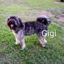 Ruff Cuts Pet Grooming