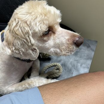 Kibble Pet Grooming - Pet Groomers Near Me - Dallas, Texas