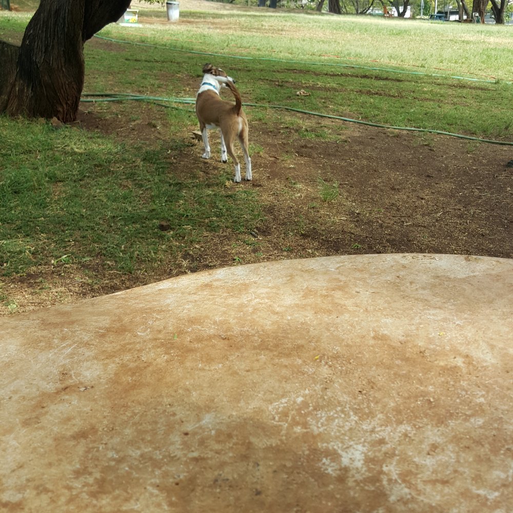 Diamond Head Bark Park - Dog Parks Near Me - Honolulu, Hawaii Diamond Head Bark Park - Dog Parks Near Me - Honolulu, Hawaii