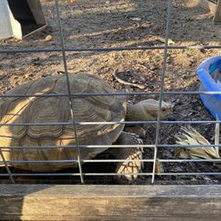 Aunt Louise's Farm - Tortoise... I forgot his name ):