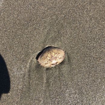 Zmudowski State Beach - Crabs - Beaches Near Me - Moss Landing, California