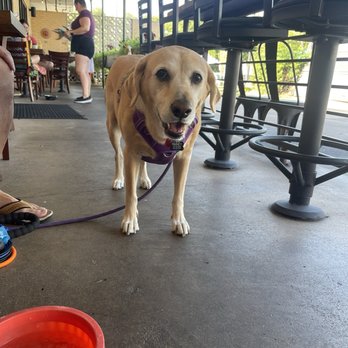Counter Cafe East - Dog friendly outdoor patio with floor and ceiling fans for better air flow in summer mornings - Breakfast & Brunch Near Me - Austin, Texas Counter Cafe East - Dog friendly outdoor patio with floor and ceiling fans for better air flow in summer mornings - Breakfast & Brunch Near Me - Austin, Texas