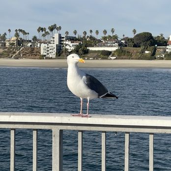 Belmont Veterans Memorial Pier - Parks Near Me - Long Beach, California Belmont Veterans Memorial Pier - Parks Near Me - Long Beach, California