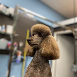 My Dog’s Spaw - https://mydogsspaw.com/