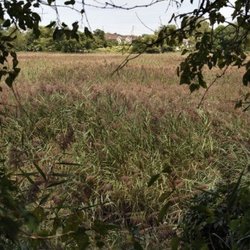 Graniteville Wetlands