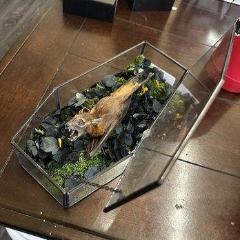 Cemetery Pulp - Taxidermy bat in glass coffin - Customized Merchandise Near Me - Las Vegas, Nevada Cemetery Pulp - Taxidermy bat in glass coffin - Customized Merchandise Near Me - Las Vegas, Nevada