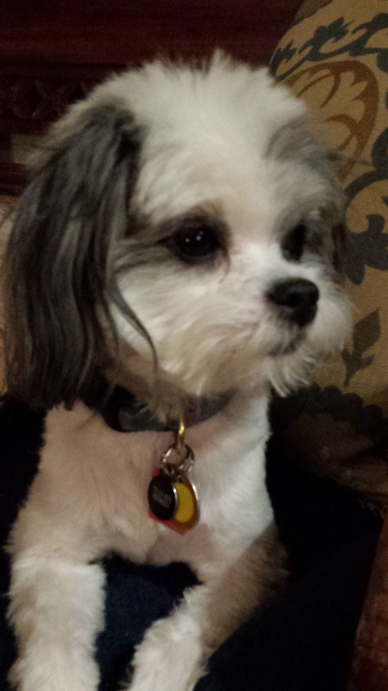 Vail Doggie Day Spa & Lodging Image