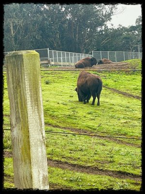 Bison Paddock by null