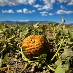 Apple Annie's Produce & Pumpkins