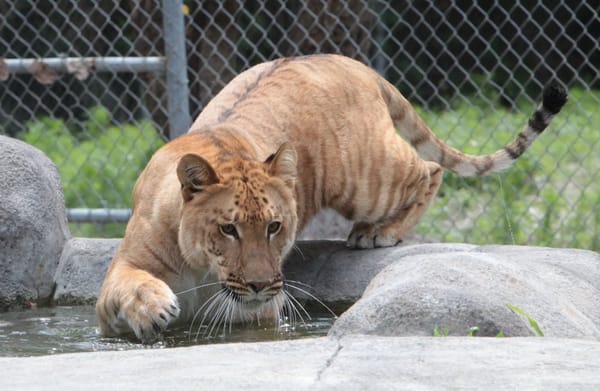 Rescued big cat at Big Cat Habitat Conservation and Education Center in Sarasota.
