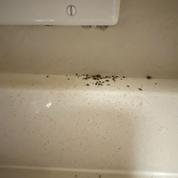 Avion Apartments  - Either dead ants or roach droppings. - Apartments Near Me - Rancho Cordova, California