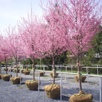 Root's Nurseries - a row of trees with pink flowers - Nurseries & Gardening Near Me - Manheim, Pennsylvania