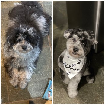 All Dogs Grooming Honolulu - Oreo before n after Mel - Pet Groomers Near Me - Honolulu, Hawaii