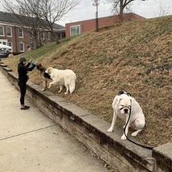 Dogs by Dancer - Group class command and impulse control practice