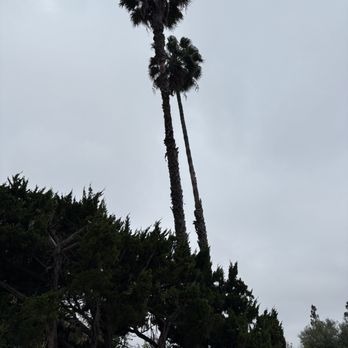 Egan Tree Care - Before trimmed palm tree - Landscaping Near Me Egan Tree Care - Before trimmed palm tree - Landscaping Near Me