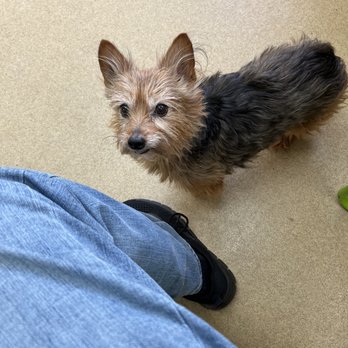 Wanda's Pet Parlor - At the groomer's - Pet Groomers Near Me - Gaffney, South Carolina