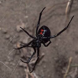 Graves Pest Control - Finding these around your home? Call me today for your FREE estimate (530)961-2847
