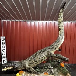 Lash's Restaurant - A big honkin' alligator!