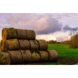 Long Sod Farm