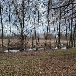 Pingue Park - Wetland