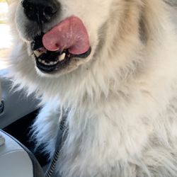 twickenton dog & cat grooming