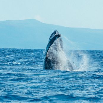 Quicksilver Charters - Snorkeling Near Me - Wailuku, Hawaii