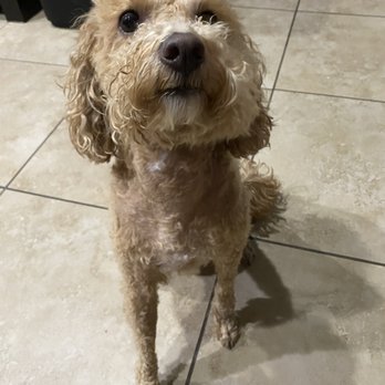 Camp Bow Wow - My mini Goldendoodle Walle's awful cut - Pet Boarding Near Me - Las Vegas, Nevada Camp Bow Wow - My mini Goldendoodle Walle's awful cut - Pet Boarding Near Me - Las Vegas, Nevada