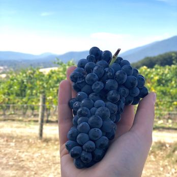 Tarrawarra Estate - Restaurants Near Me - Yarra Glen, VIC