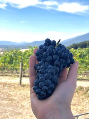 Tarrawarra Estate by null