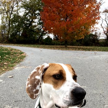 Going Mutts Pet Services - Pet Sitting Near Me