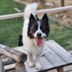 Rusty's Rescue Ranch - Marshall