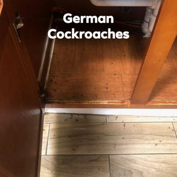 Texas Bug Killers - Very hard to see dead German Roaches. Our treatments work. Customer Satisfaction Guaranteed. - Pest Control Near Me Texas Bug Killers - Very hard to see dead German Roaches. Our treatments work. Customer Satisfaction Guaranteed. - Pest Control Near Me