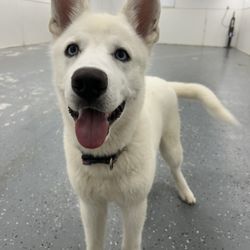 Macatawa Dog Training - Jasper Casey Jones.