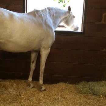 Hearthstone Stables - Horseback Riding Near Me - Houston, Texas