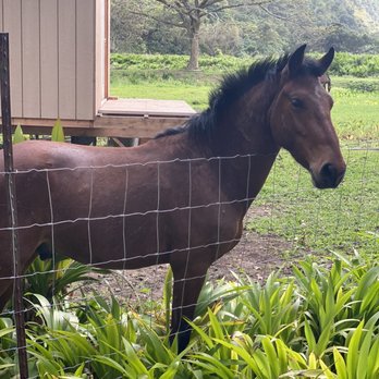 Waipio Valley Shuttle - Horse - Tours Near Me - Honokaa, Hawaii