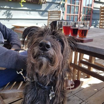 Hallcrest Vineyards - Happy pup relaxing on the patio with a cider tasting. - Wine Tasting Room Near Me - Felton, California