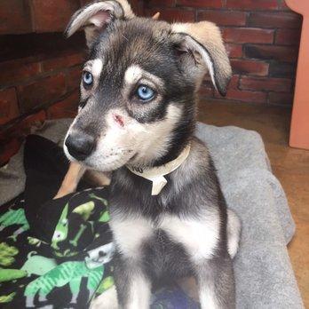Joybound - Nova at ARF the day we made her apart of our family ! - Animal Shelters Near Me - Walnut Creek, California