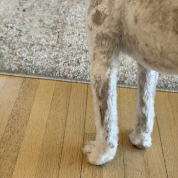 Pet Lux - Pet Groomers Near Me - West Vancouver, British Columbia Pet Lux - Pet Groomers Near Me - West Vancouver, British Columbia