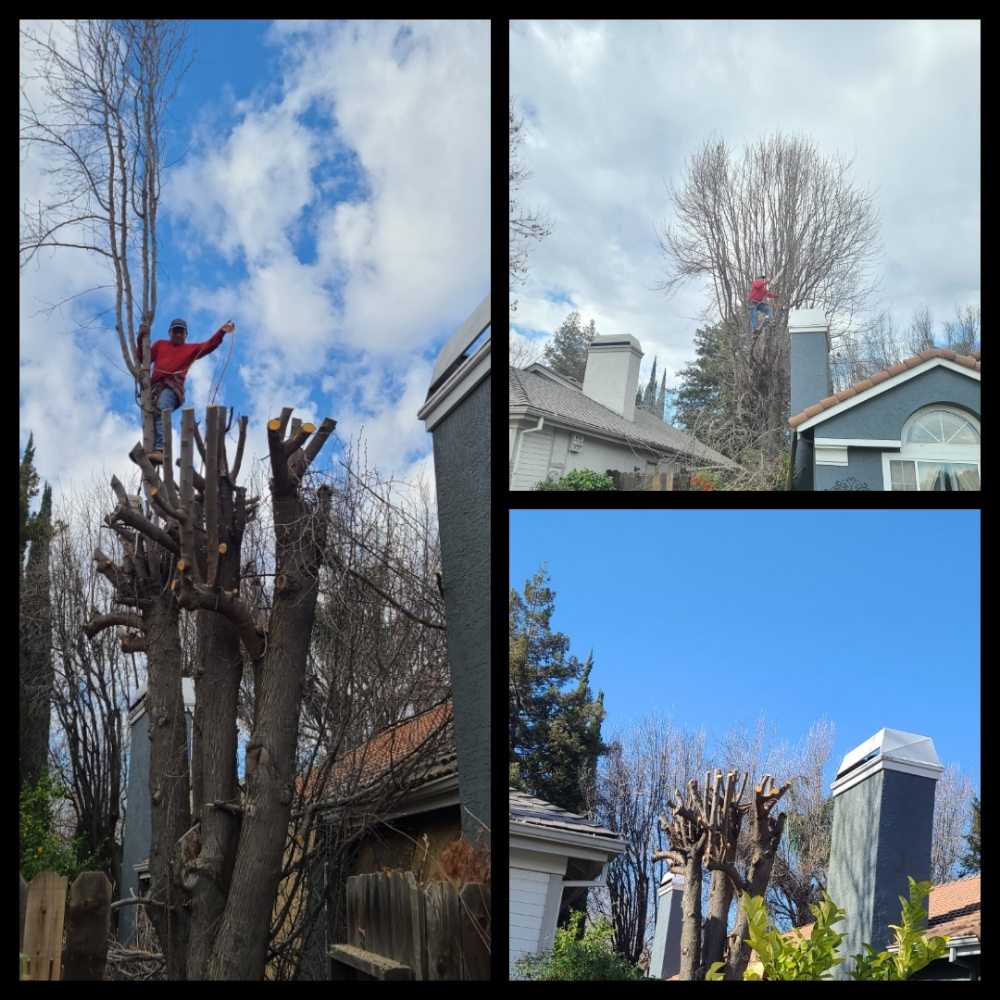 JOSE TREE SERVICES Updated July 2024 74 Photos Lathrop