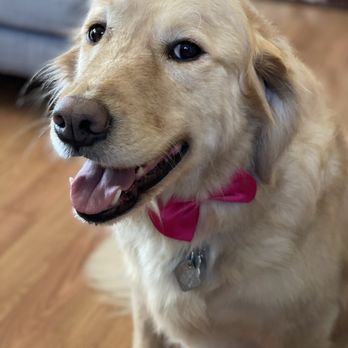 Nicole Dunn Mobile Grooming - Here's our handsome, freshly groomed boy! - Pet Groomers Near Me - Riverside, California